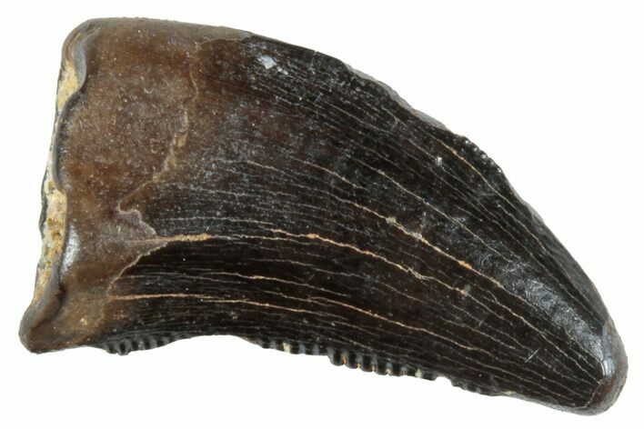 Serrated, Theropod (Raptor) Tooth - Judith River Formation #263830
